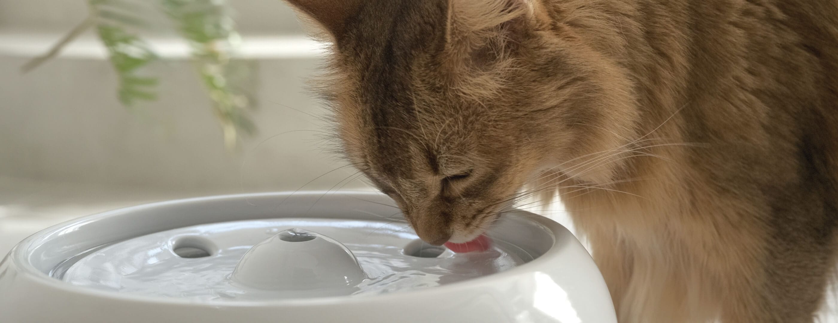 ABOUT - ピュアクリスタルについて