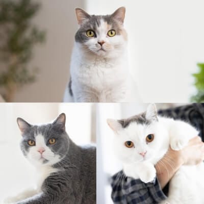 ねね子ちゃん・カツヲくん・ドラ千代くん