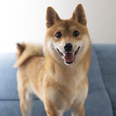 ソラちゃん（1歳）