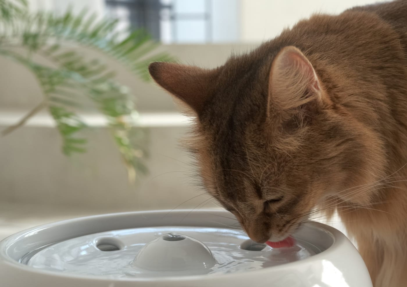 ABOUT - 健康を育む水のこと