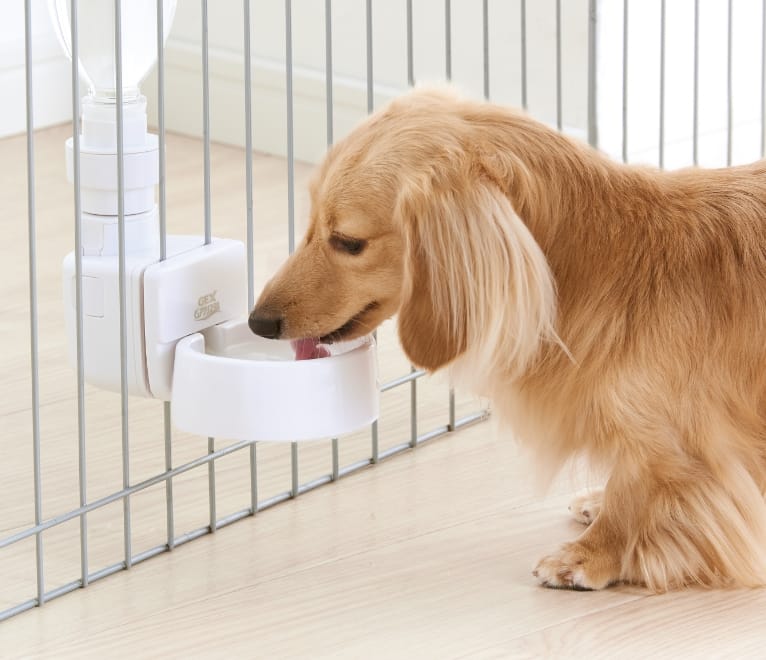 フィルター式給水器はちょっと難しい…と感じている飼い主さんにもピュアクリスタルを。