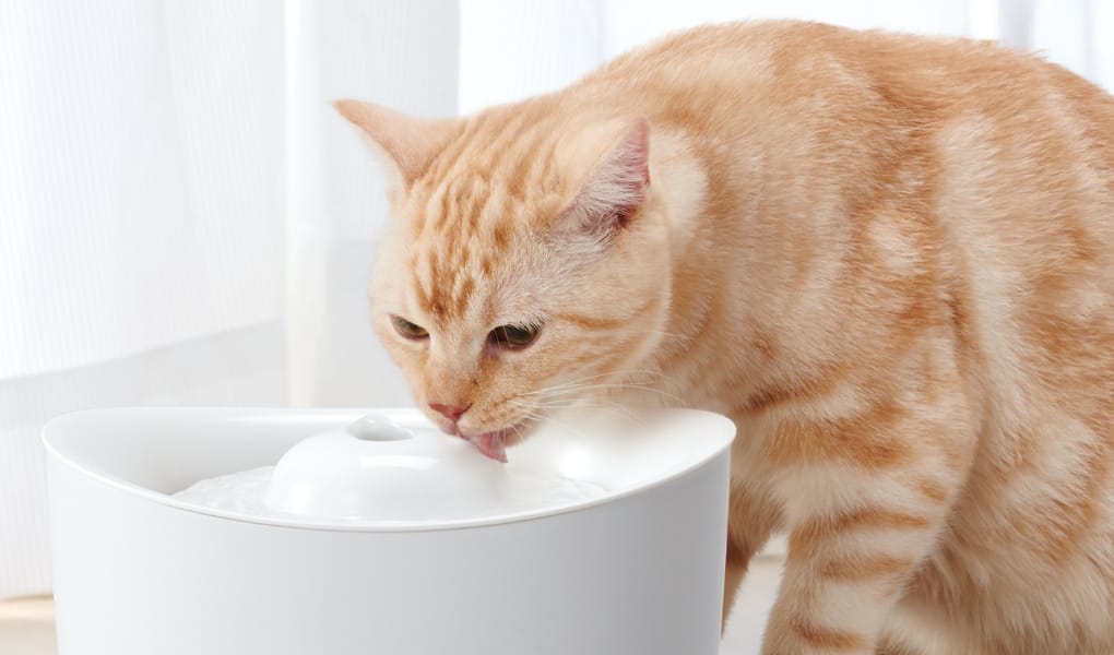 流れる水で飲水量UP！いつでも清潔でおいしい水を。