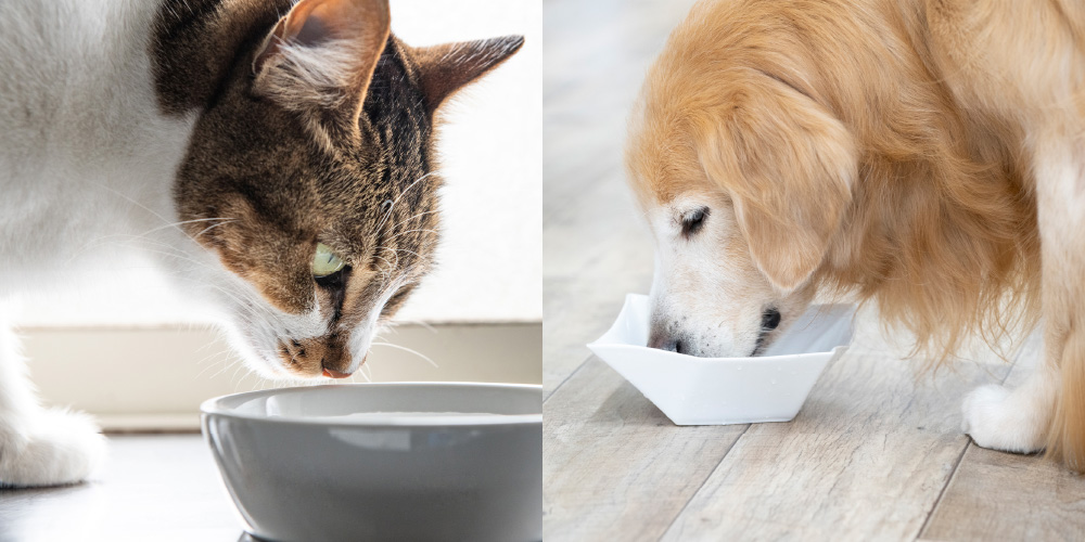 【獣医師監修】愛犬•愛猫にとって水が大切な理由とは