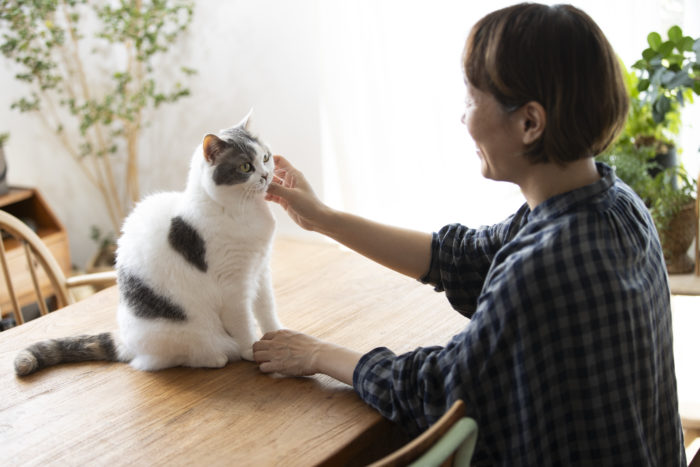 「愛猫たちの下部尿路の健康が心配で、たくさん水を飲ませたかった...」