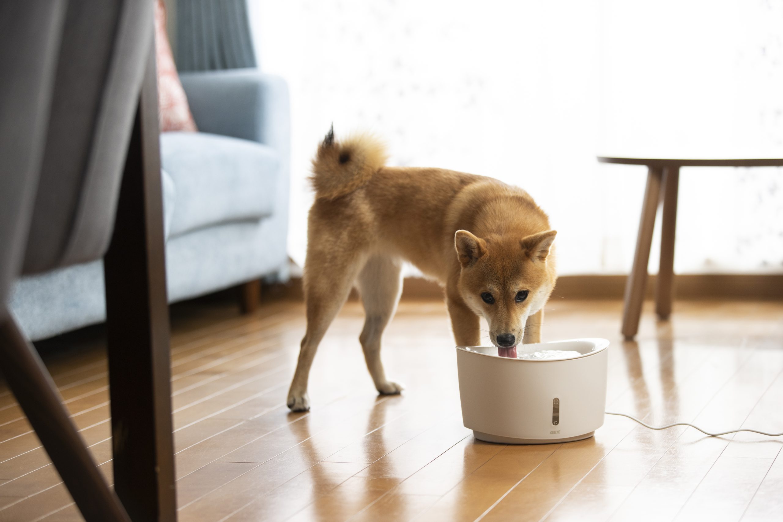 多忙な飼い主さんでも安心！愛犬の健康管理に欠かせない「ピュアクリスタル」の魅力