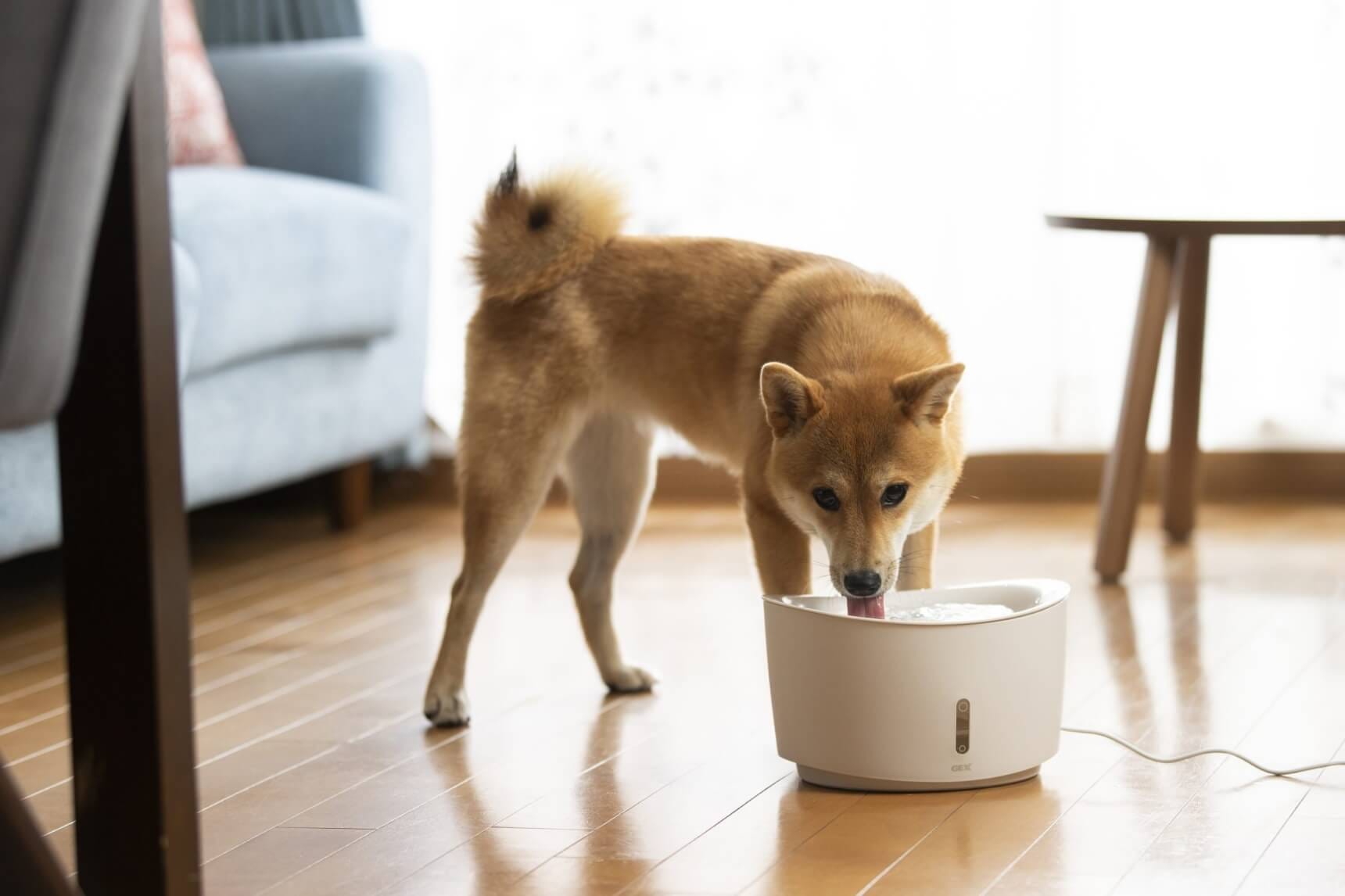 多忙な飼い主さんでも安心！愛犬の健康管理に欠かせない「ピュアクリスタル」の魅力