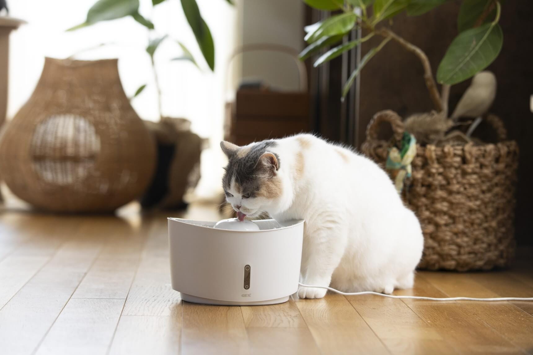 愛猫たちの下部尿路の健康維持に悩む飼い主さんが「ピュアクリスタル」を長年使い続ける理由