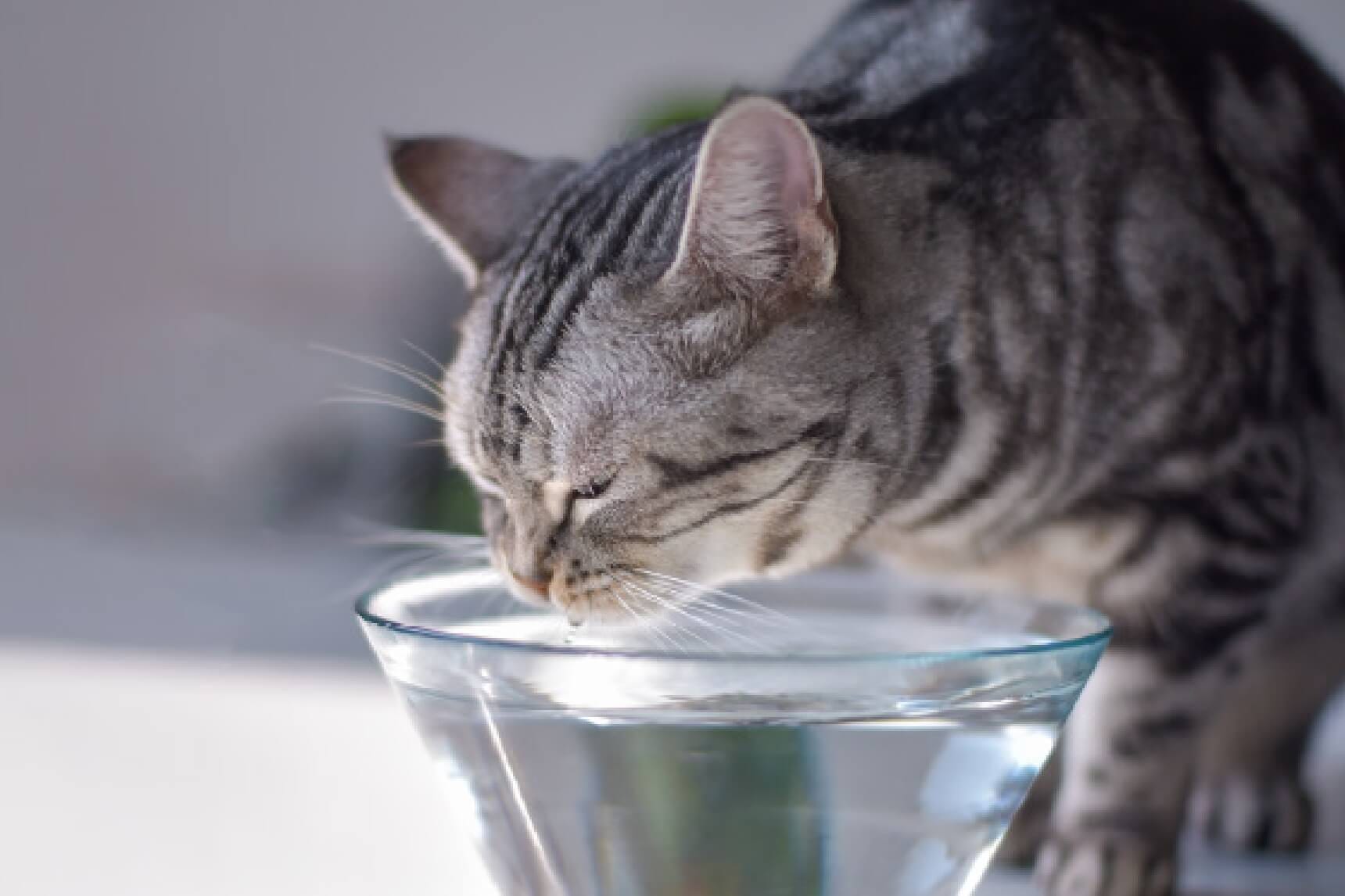 ［獣医師監修］愛犬・愛猫にとって水が大切な理由とは